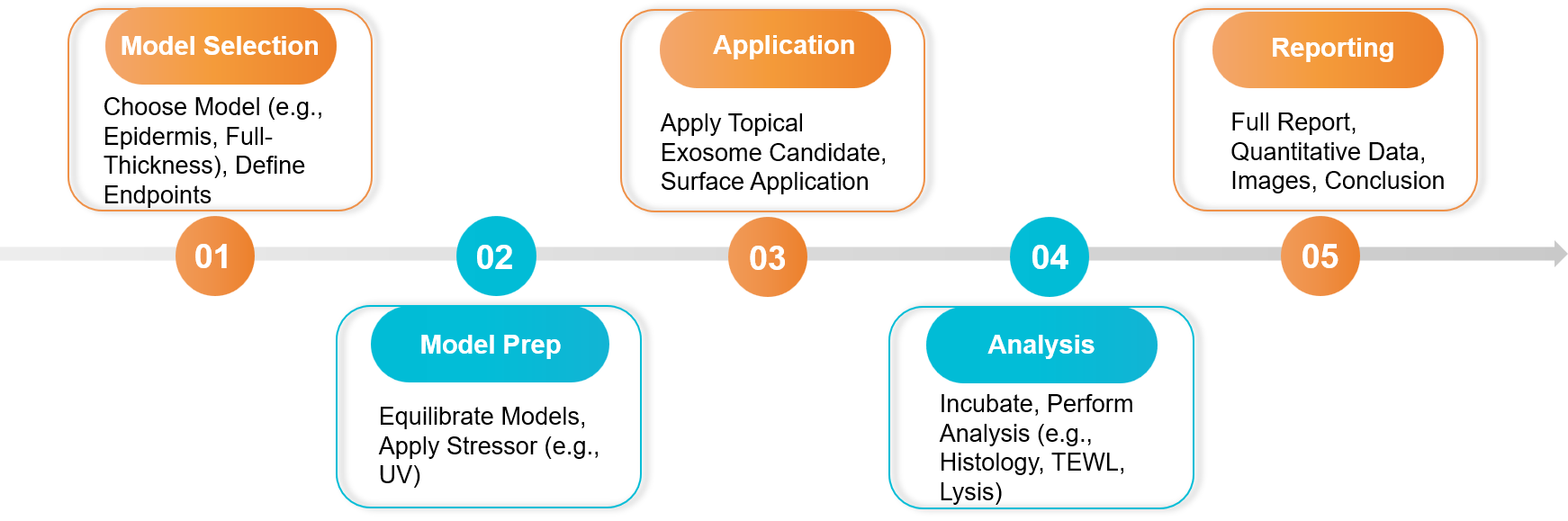Five-step exosome 3D skin model assay workflow.