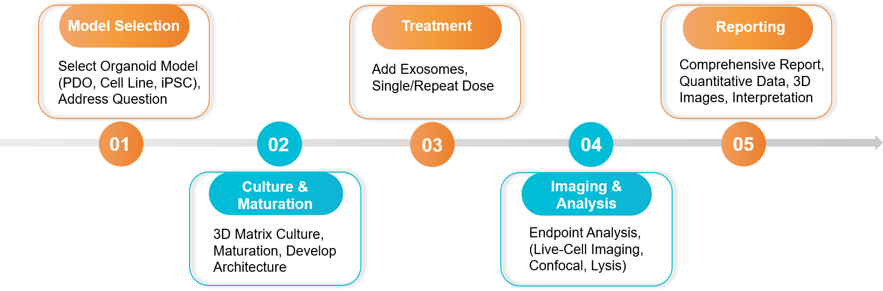 Five-step exosome organoid-based functional assay workflow.