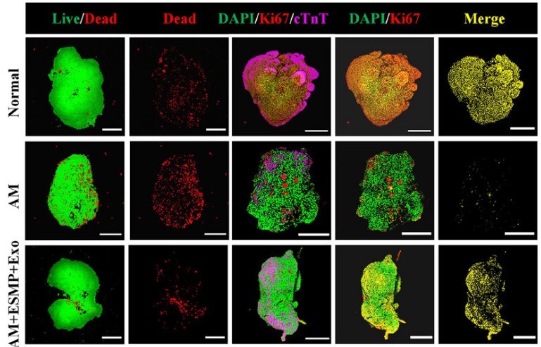 Representative immunofluorescence images of HCOs in the control and treatment groups.