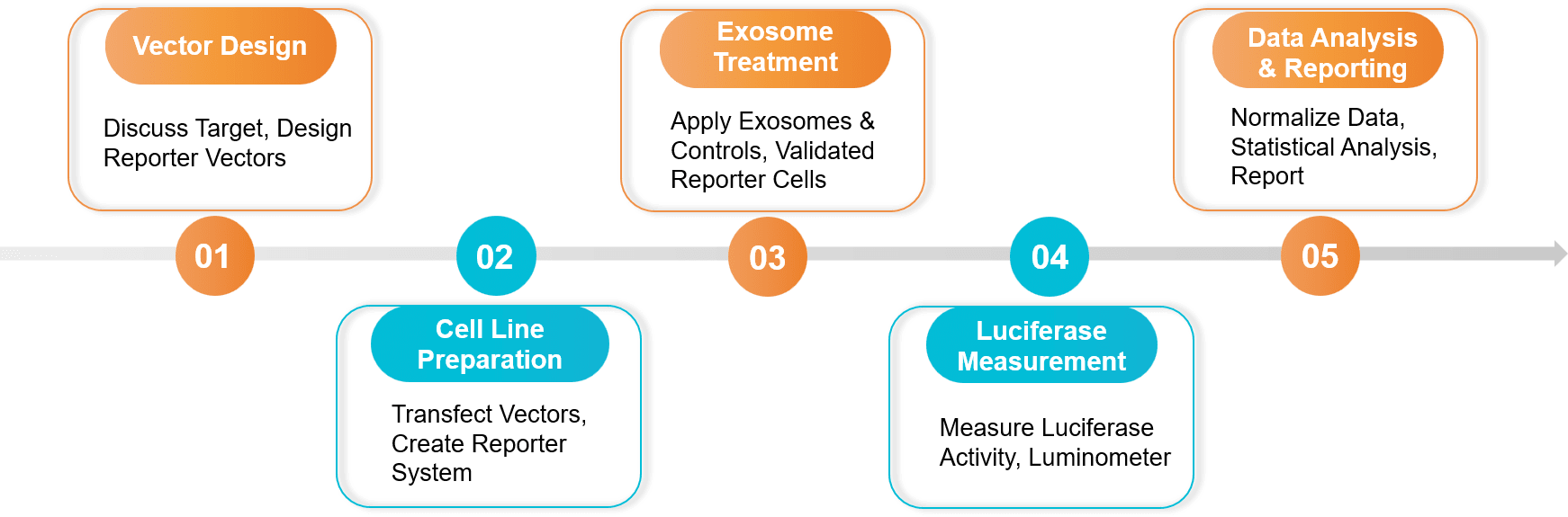Five-step exosome dual-luciferase reporter gene assay workflow.