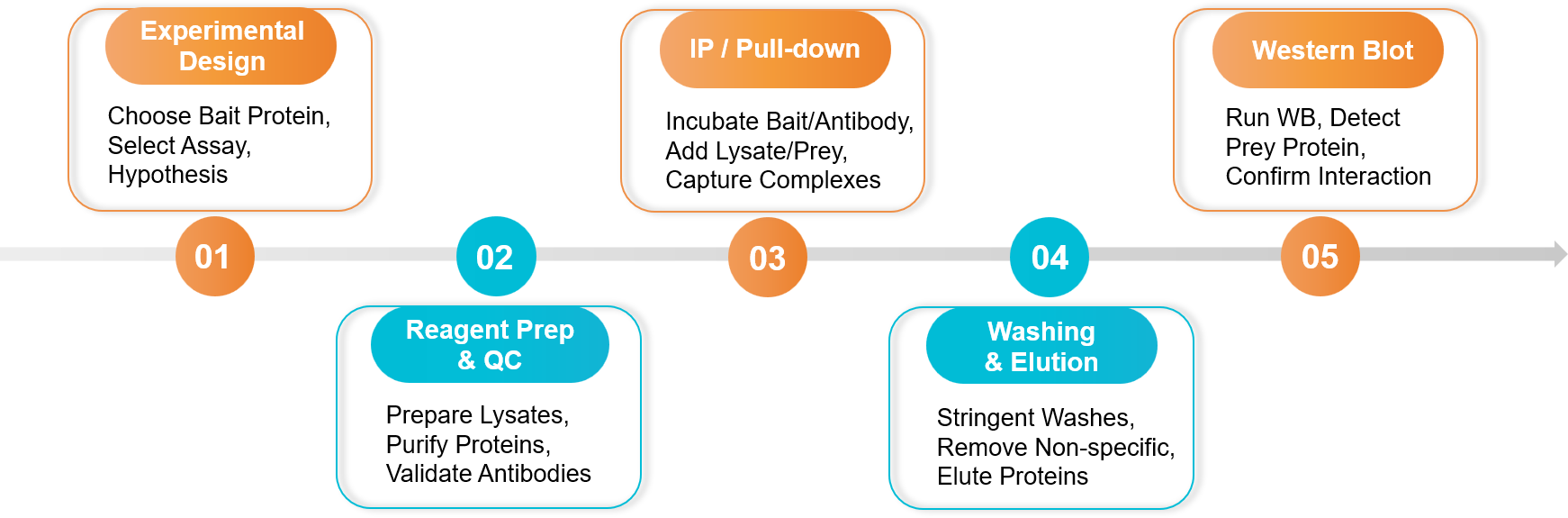 Five-step exosome dual-luciferase reporter gene assay workflow.