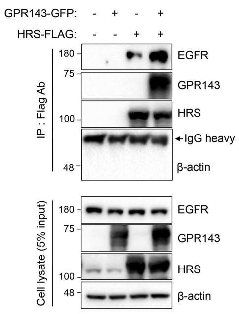 The WB results demonstrated that GPR143 regulates the interaction between HRS and EGFR.