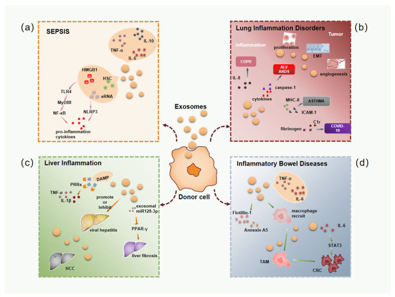 Exosomes' roles in sepsis, pulmonary, liver, and intestinal inflammation and cancer.