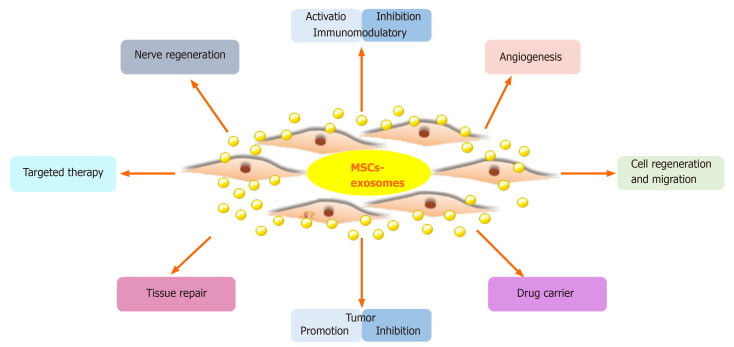 Main functions of mesenchymal stem cell-derived exosomes.