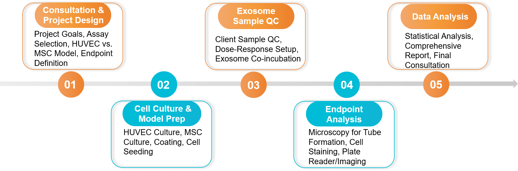 Five-step angiogenesis and stem cell functional assay workflow.