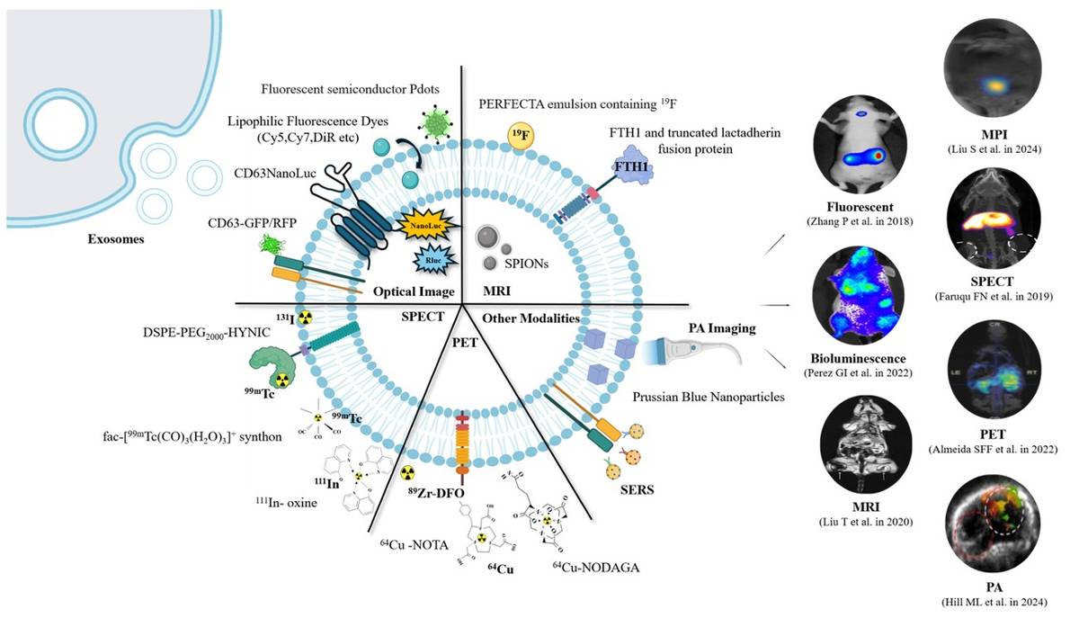 Major imaging modalities and representative labeling strategies for tracking exosomes in vivo are summarized.