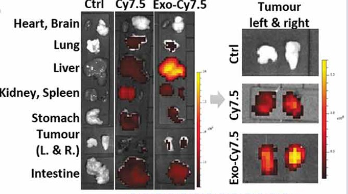 In vivo biodistribution of PANC-1 Exo in tumour-bearing mice, showing higher liver accumulation than free dye.