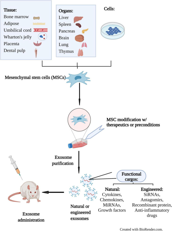 Therapeutic application of MSC-Exos in preclinical studies, showing their isolation, engineering, and testing in animal models.