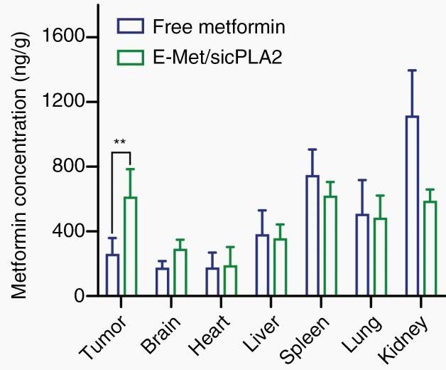 Metformin accumulation in GBM tissue via Exos delivery, showing higher concentration than native metformin.