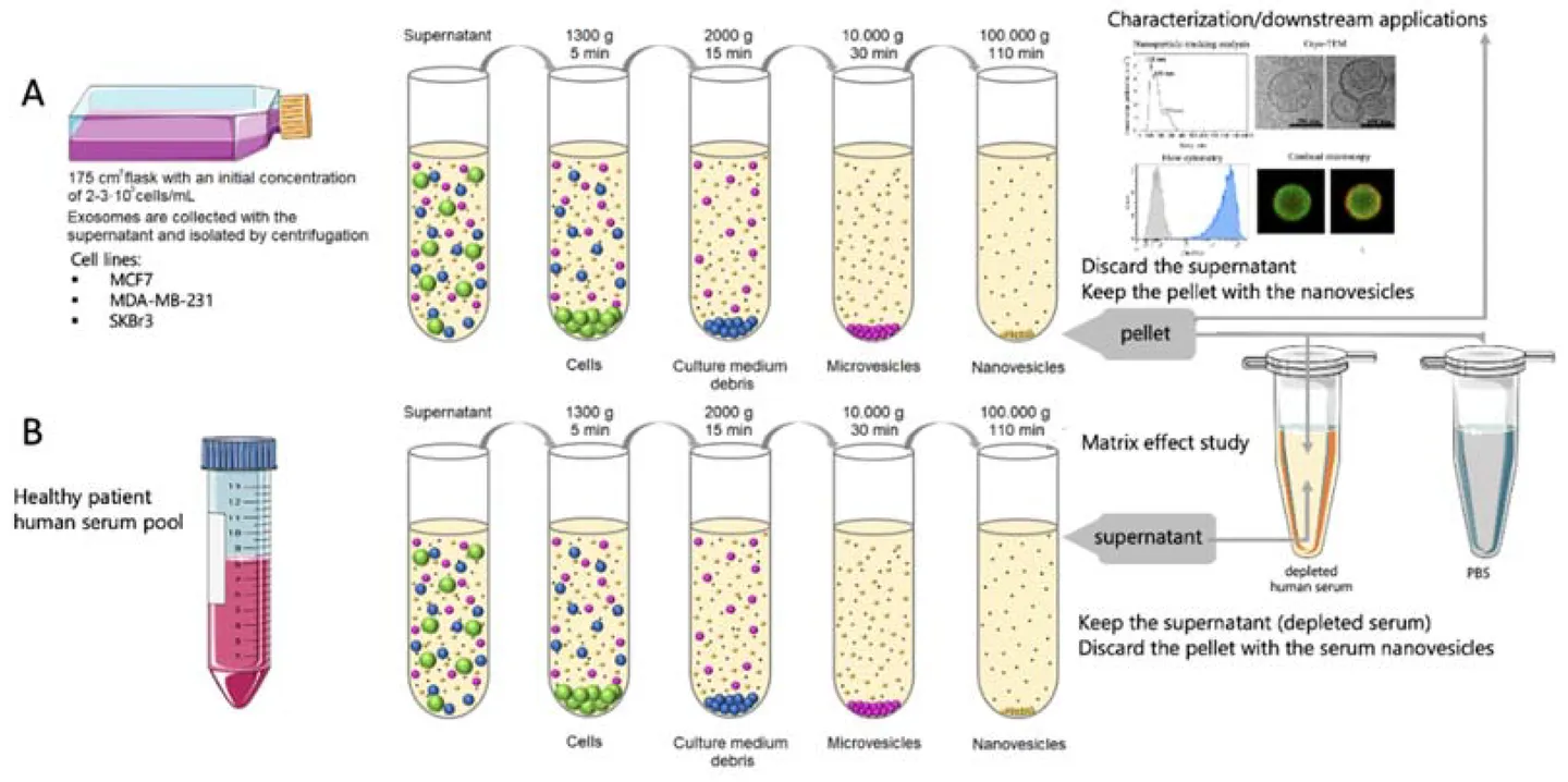 Exosome Isolation from Cell Culture Supernatants