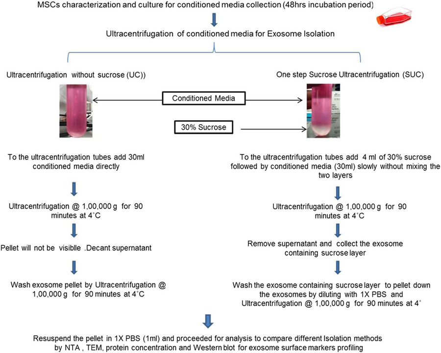 Schematic of exosome isolation via standard and sucrose cushion ultracentrifugation from MSCs with NTA and TEM analysis.