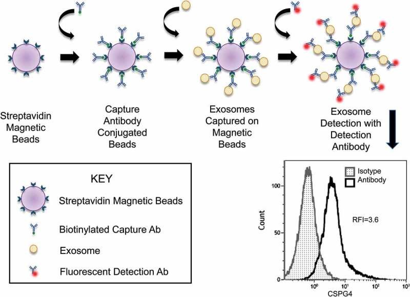 Flow cytometry-based detection of CSPG4⁺ exosomes captured on beads using specific antibodies and measured by relative fluorescence intensity.