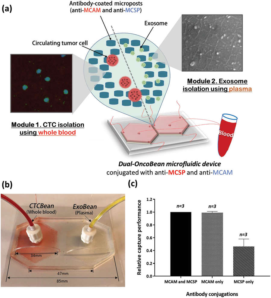 DUO microfluidic device enabling co-isolation of CTCs and exosomes from blood with antibody-based melanoma cell capture comparison.