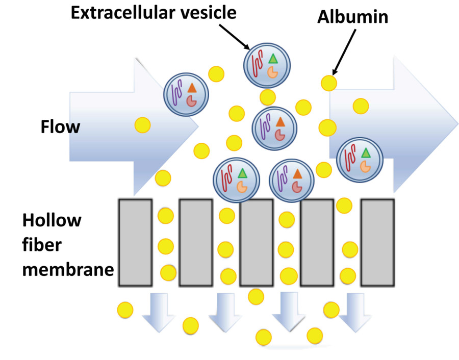 Tangential Flow Filtration (TFF)-Based Exosome Isolation Service
