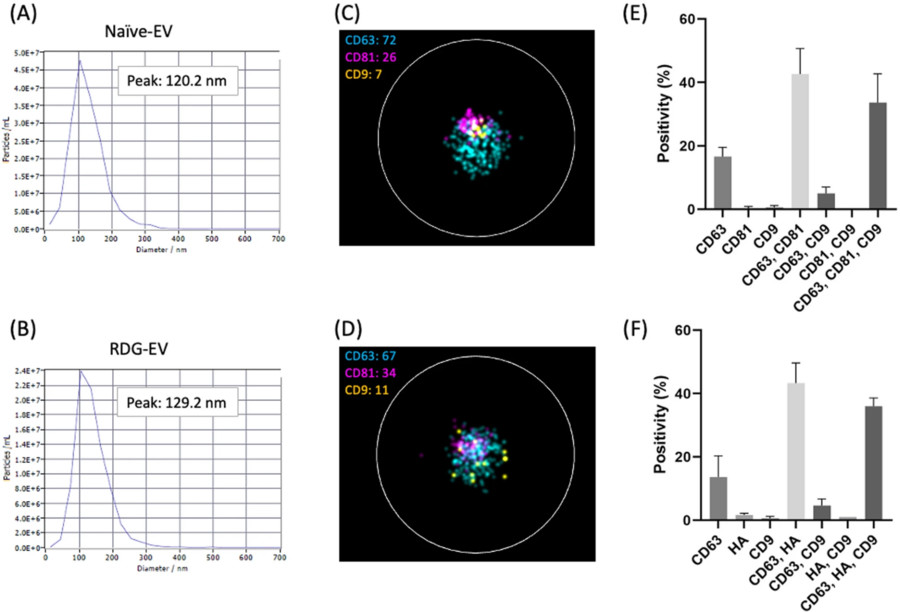 Characterization of TFF-SEC extracellular vesicles by NTA, microscopy, and marker positivity for Naïve-EVs and engineered RDG-EVs.