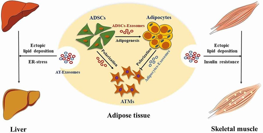 Animal Tissue Exosome Isolation