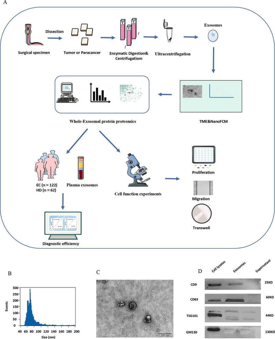 Exosome identification by NanoFCM, TEM, and Western blot showing size, morphology, and marker expression.