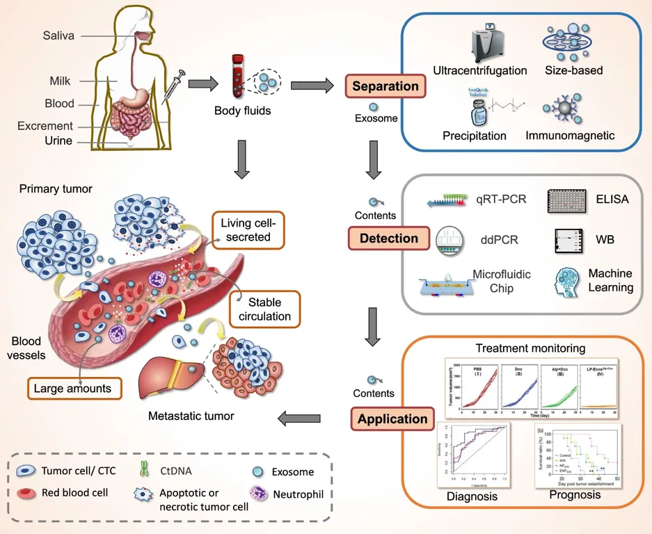 Biofluid Exosome Isolation Service