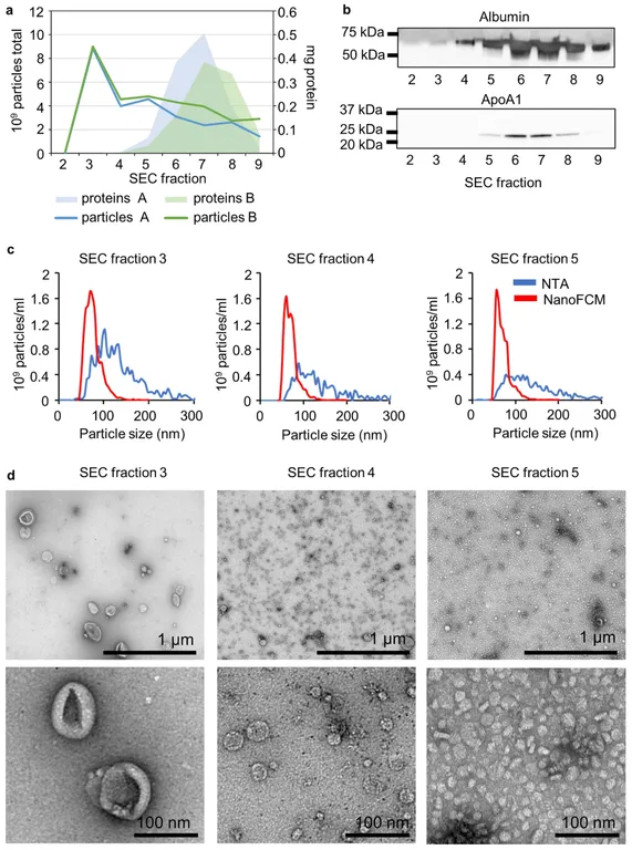 Characterization of CSF-derived EVs using UF-SEC with NTA, NanoFCM, TEM, and Western blot across SEC fractions.