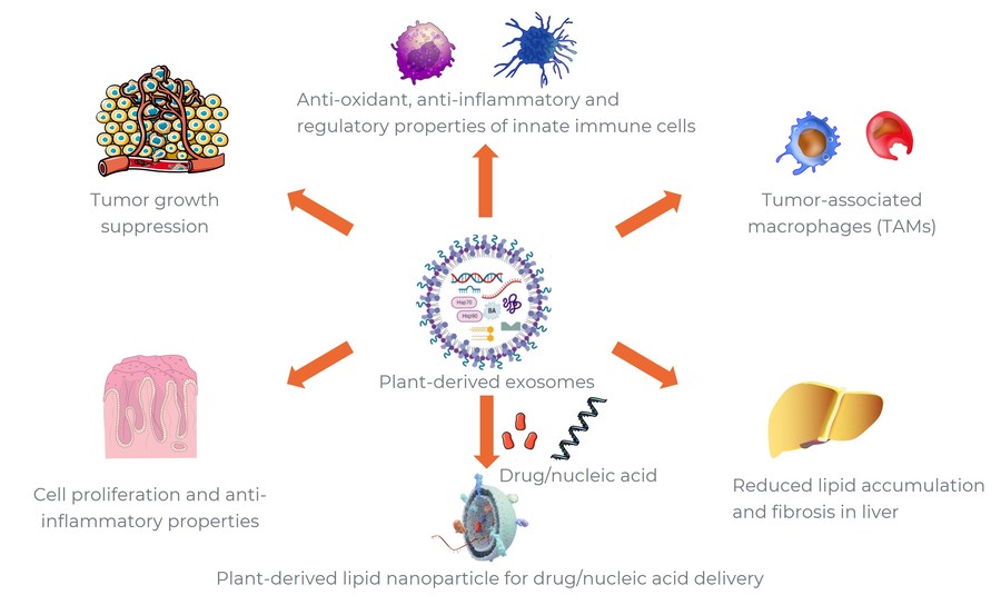 Plant-Derived Exosome Isolation