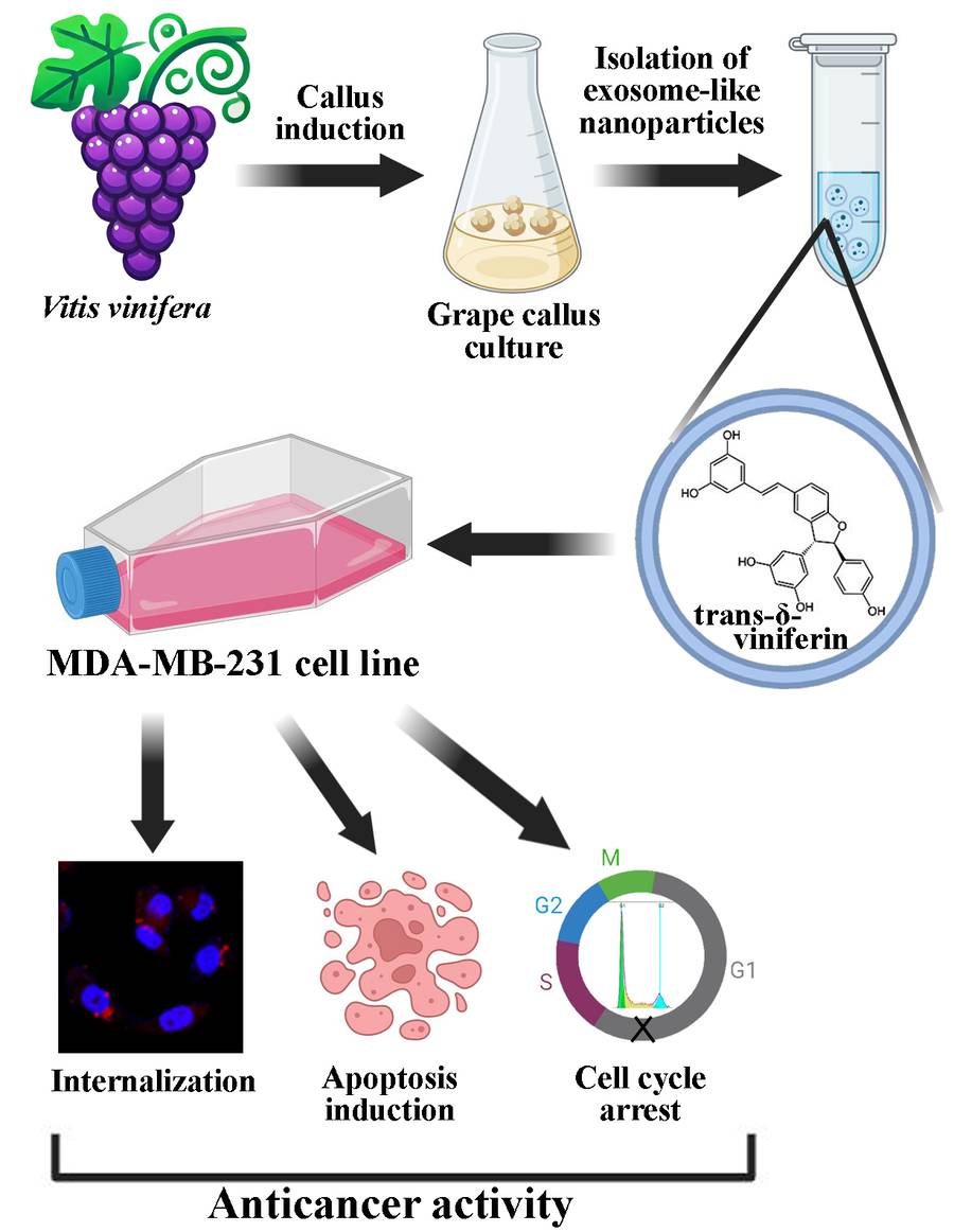 Grape-derived exosome-like nanoparticles rich in trans-δ-viniferin show anticancer activity.