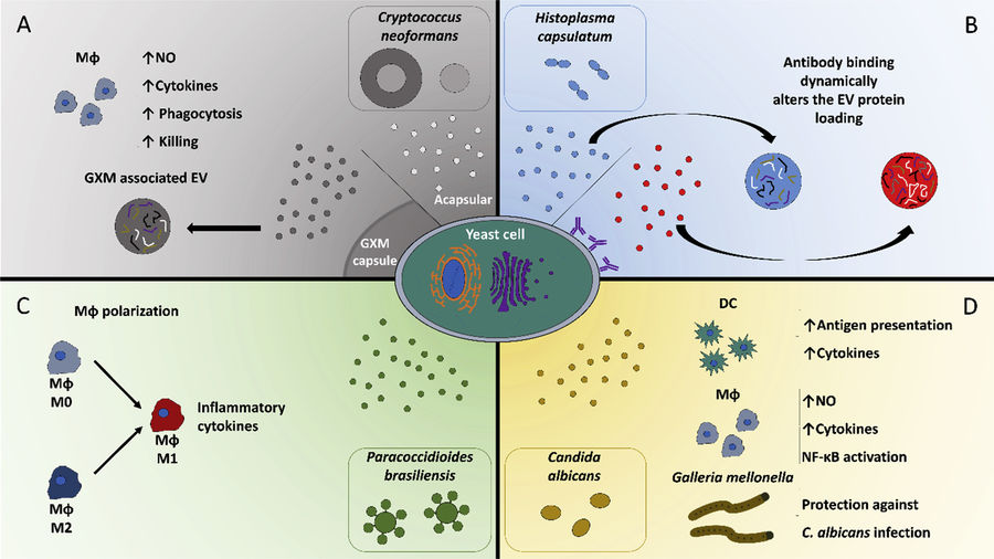 Fungal Extracellular Vesicle Isolation