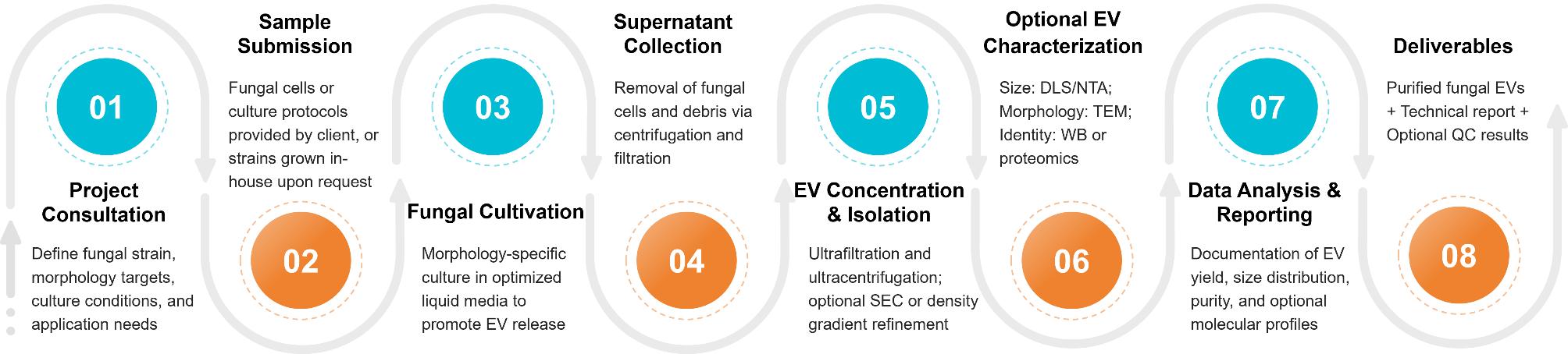 Workflow for isolating extracellular vesicles from fungal cultures with purification, buffer exchange, and optional characterization.