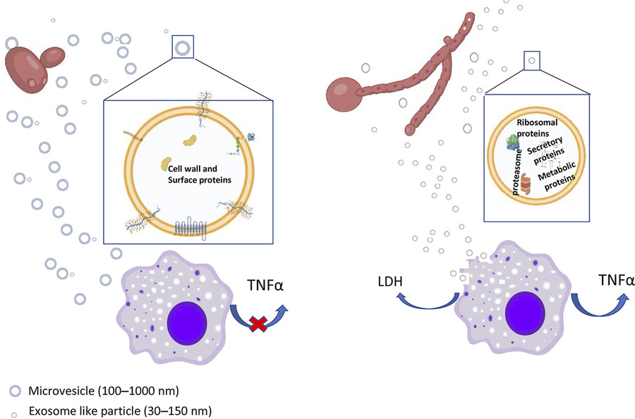 Comparison of Hyphal extracellular vesicles and yeast extracellular vesicles in protein cargo and THP1 macrophage response, with detailed component enrichment shown.