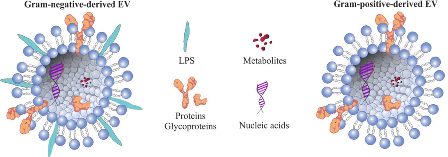 Bacterial Extracellular Vesicle (BEV) Isolation Service