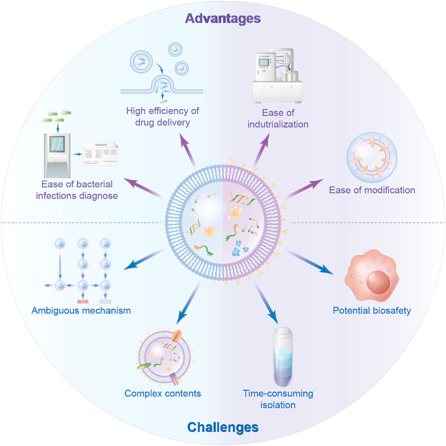 Schematic showing the benefits and limitations of bacterial extracellular vesicles in therapeutic applications.
