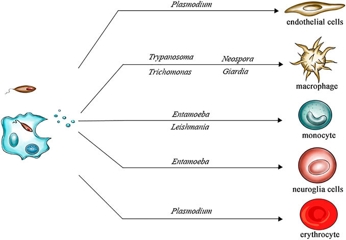 Protozoa-Derived Extracellular Vesicle Isolation Service