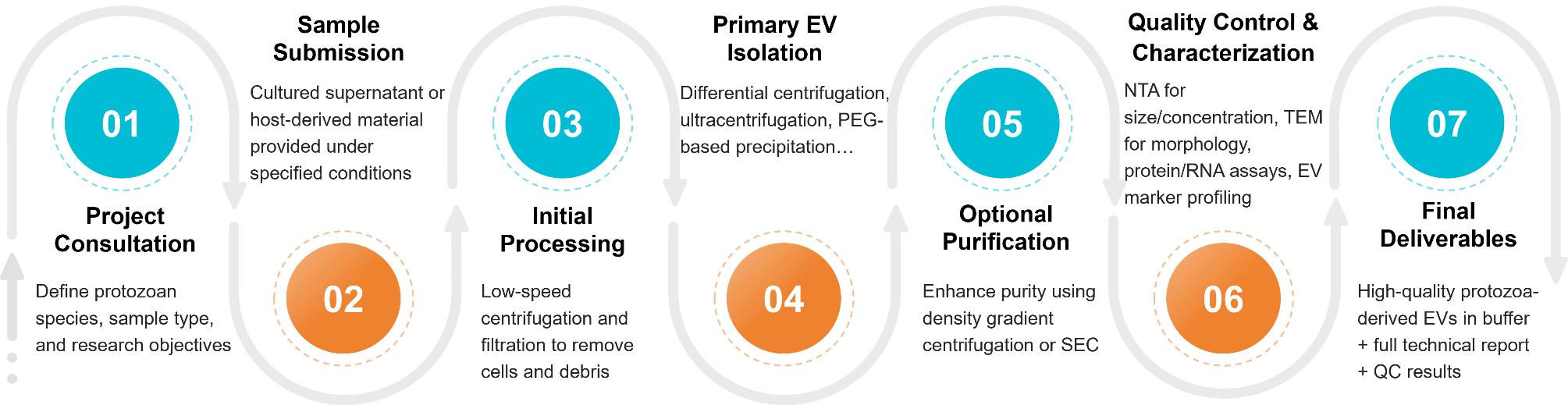 Workflow diagram showing steps in isolating extracellular vesicles from protozoa, including culture, filtration, and purification.