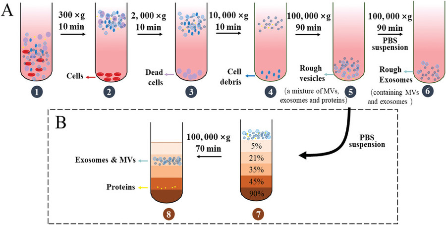 Ultracentrifugation-Based Exosome Purification Service