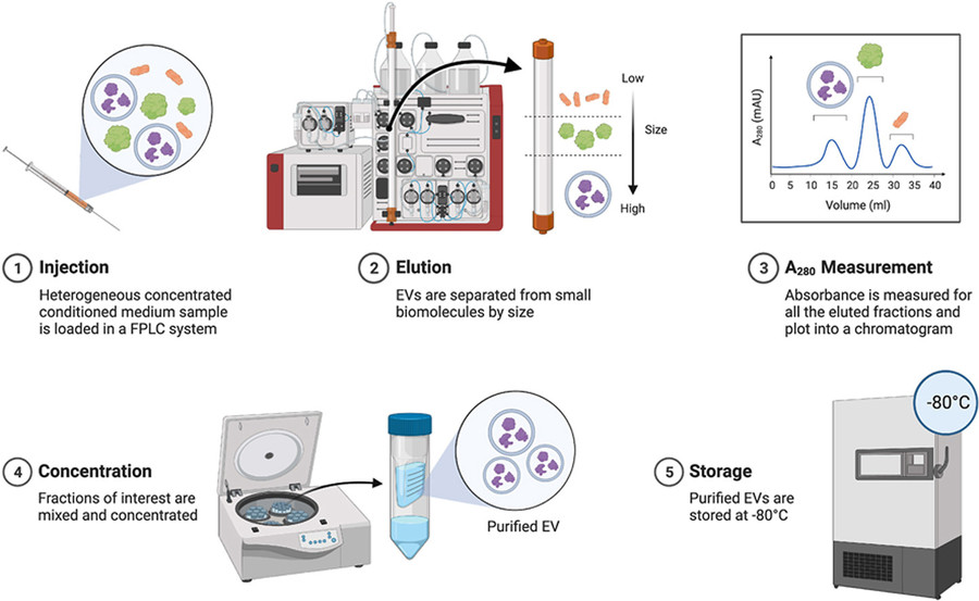 SE-FPLC enables rapid, high-yield extracellular vesicle isolation with effective removal of protein contaminants from serum and cell media.