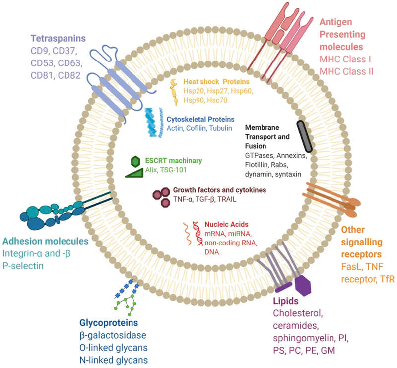 Exosome Surface Marker Analysis Service