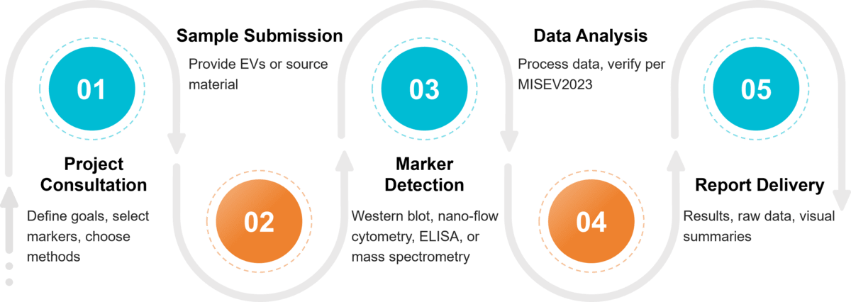 Workflow for detecting exosome surface markers using flow cytometry, NanoFCM, Western blot, or ELISA.