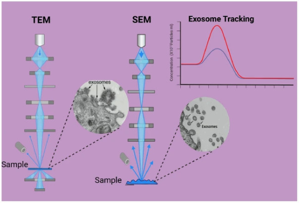 Exosome Morphology Analysis Service