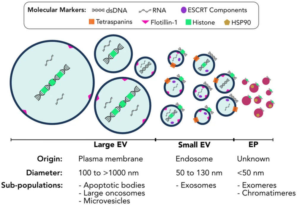 Extracellular vesicles and particles are heterogeneous, including exosomes, microvesicles, apoptotic bodies, and other nanoparticles.