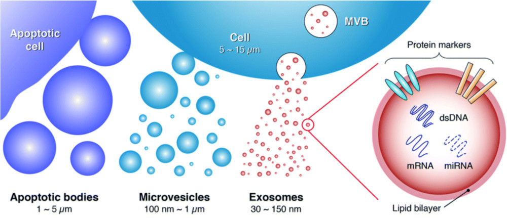 Exosome Identification Services