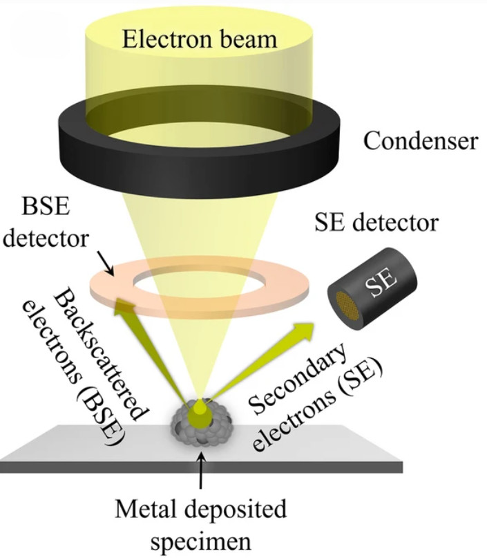 Scanning Electron Microscopy (SEM)-Based Exosome Characterization Service