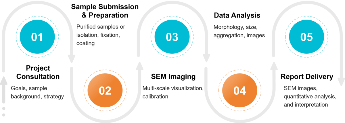 Workflow for exosome morphology analysis by SEM, from sample prep and coating to imaging and morphology reporting.