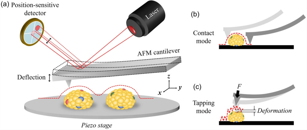Atomic Force Microscopy (AFM)-Based Exosome Characterization Service