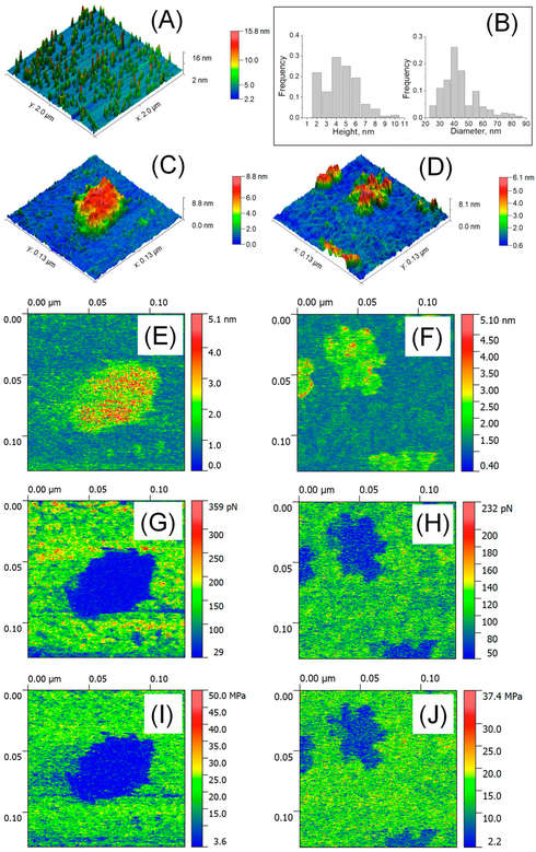 AFM images of EVs in liquid showing morphology, size distribution, deformation, adhesion, and Young's modulus analysis.