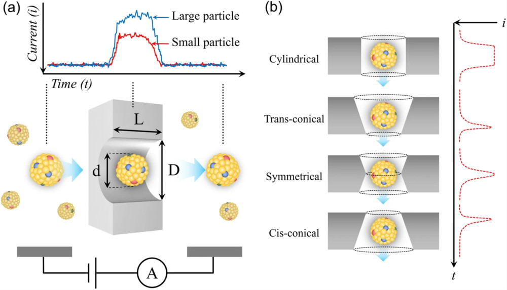 Tunable Resistive Pulse Sensing (TRPS)-Based Exosome Characterization Service