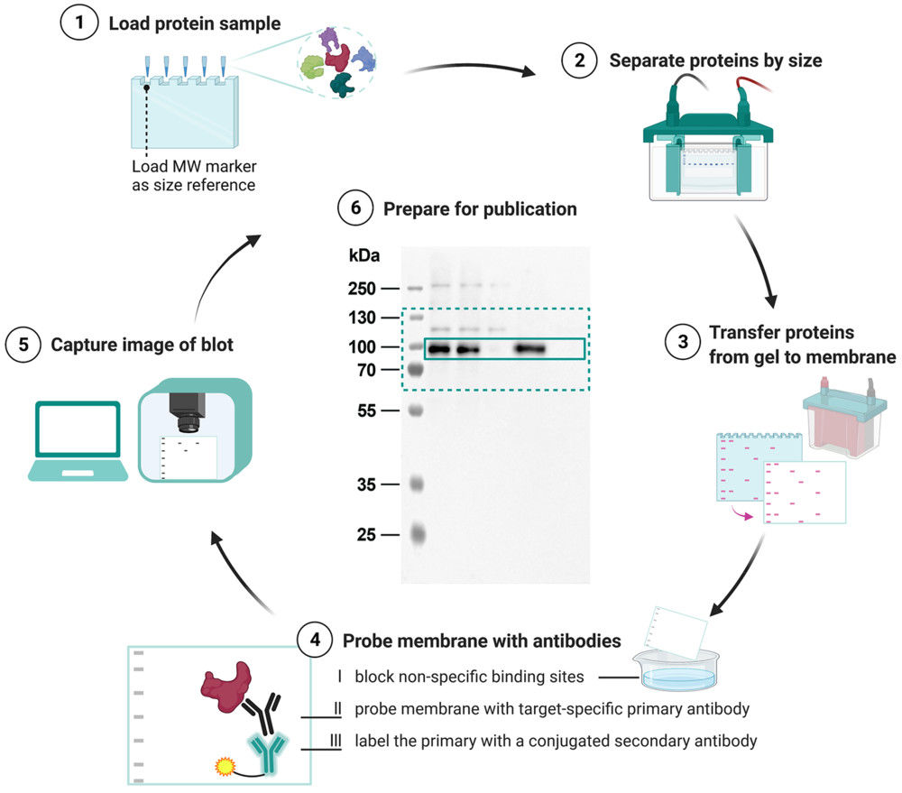 Western Blotting-Based Exosome Characterization Service