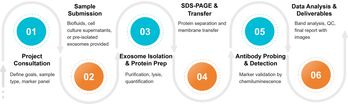 Workflow for exosome characterization by Western blotting from protein extraction to marker detection and reporting.