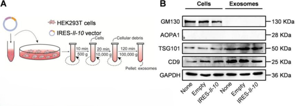 Preparation and Western blot characterization of ExoIRES-IL-10 with exosome markers and purity validation.