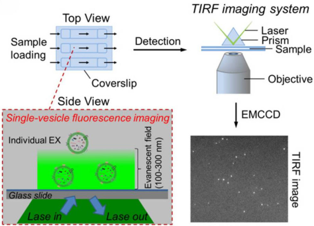 TIRF microscopy schematic showing single exosomes visualized as bright fluorescent spots at single-vesicle resolution.
