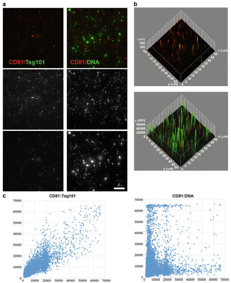 TIRF microscopy of exosomes with fluorescence images, ImageJ surface plots, and intensity correlation analysis.