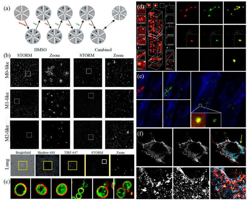 Super-resolution imaging of exosomes using STORM, PALM, and dSTORM to study localization, composition, and marker colocalization.